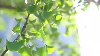 4k阳光透过树叶仰拍实拍视频的预览图